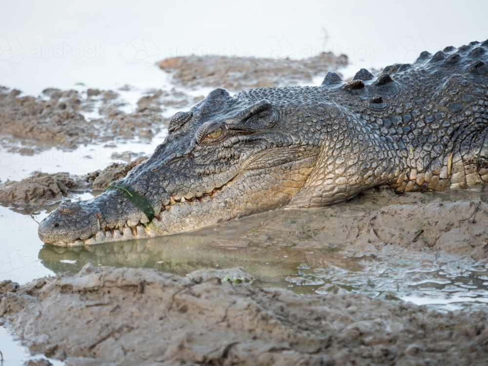 A saltwater crocodile (Crocodylus porosus) in a billabong in Kakadu National Park - Australian Stock Image