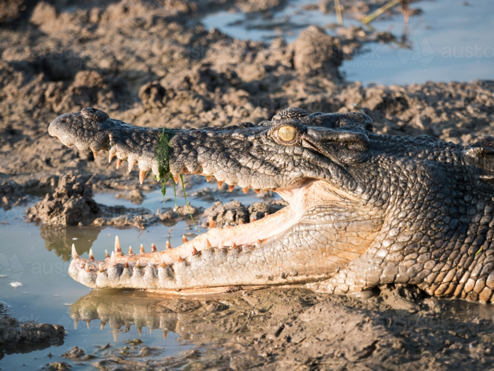 A saltwater crocodile (Crocodylus porosus) in a billabong in Kakadu National Park - Australian Stock Image