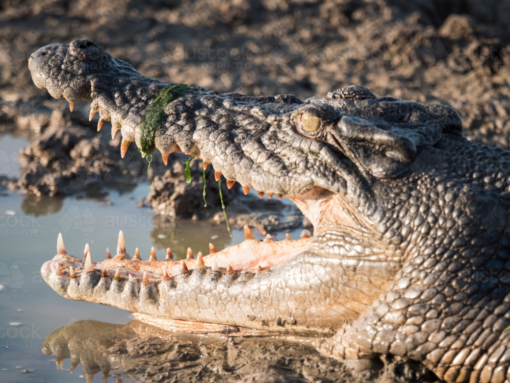 A saltwater crocodile (Crocodylus porosus) in a billabong in Kakadu National Park - Australian Stock Image
