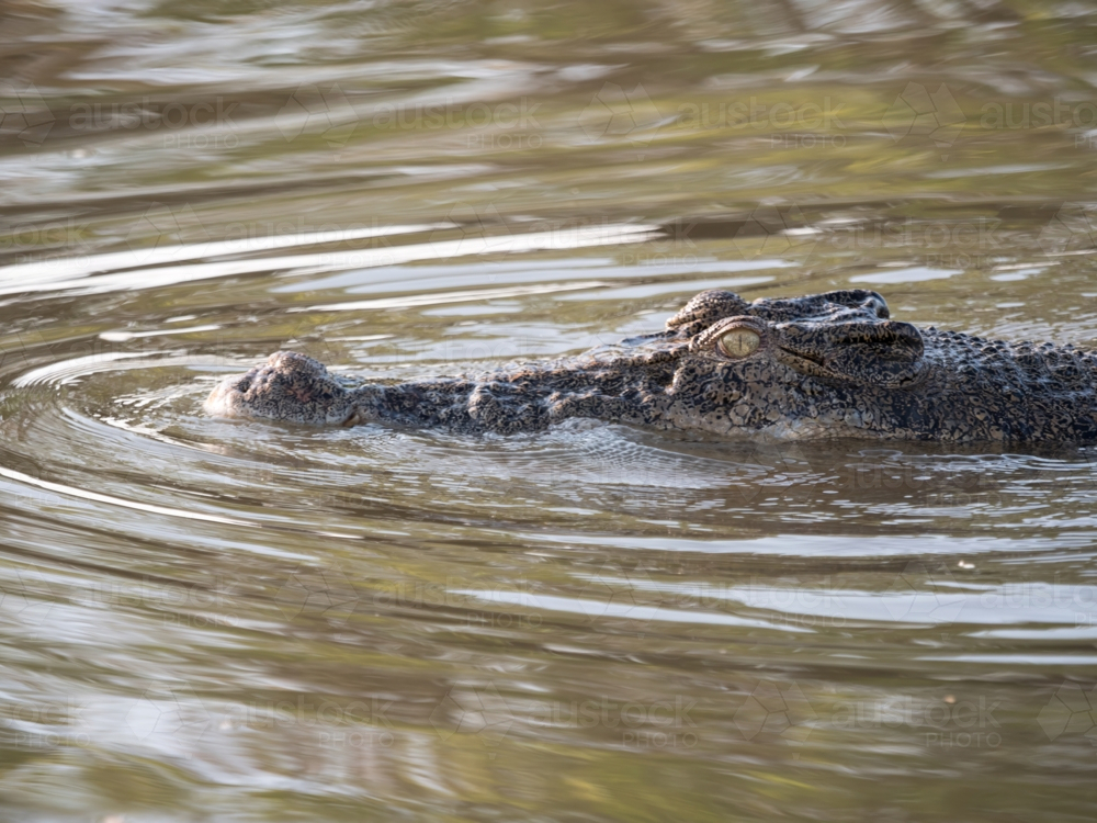 A saltwater crocodile (Crocodylus porosus) in a billabong in Kakadu National Park - Australian Stock Image
