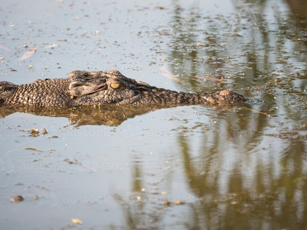 A saltwater crocodile (Crocodylus porosus) in a billabong in Kakadu National Park - Australian Stock Image