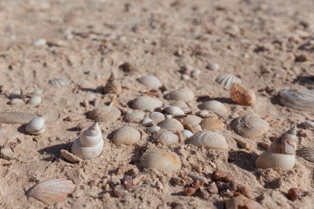 A sandy surface with scattered seashells of different sizes - Australian Stock Image