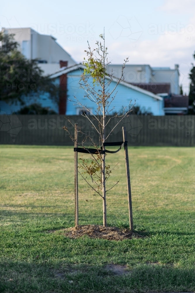 A sapling being supported by two stakes - Australian Stock Image