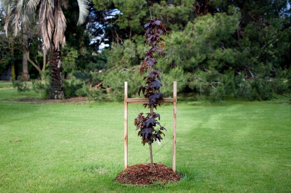 A sapling planted by the local council in park - Australian Stock Image