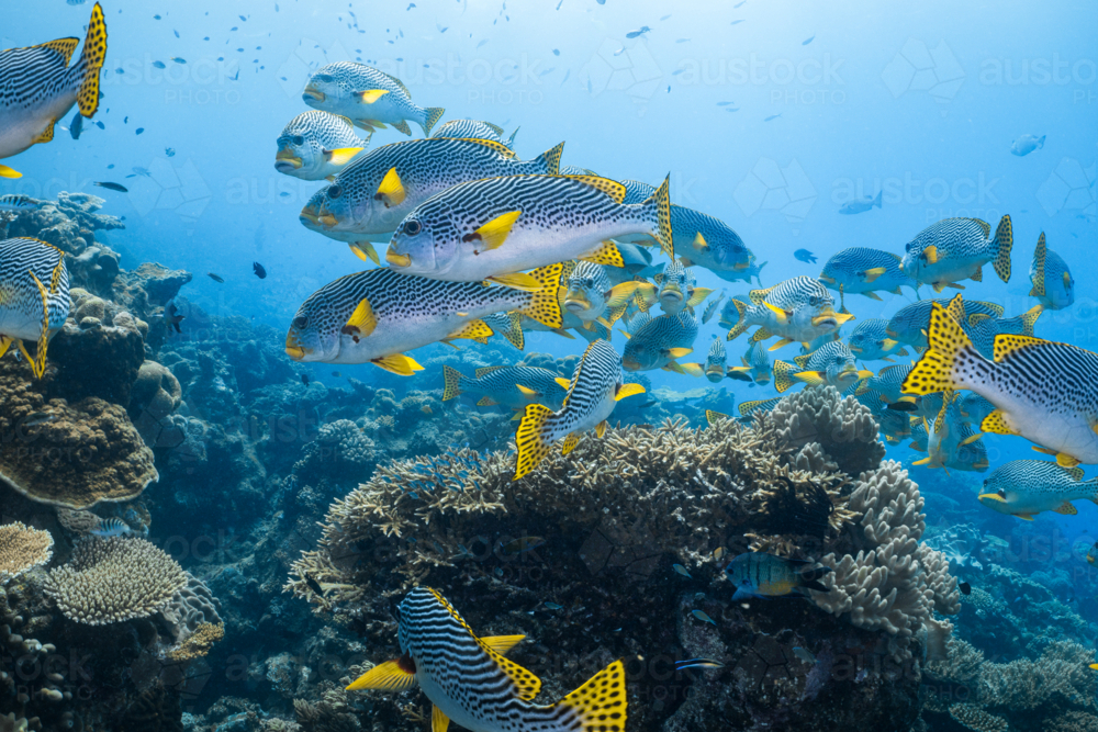 A school of oriental sweet lips swimming on the Great Barrier Reef - Australian Stock Image