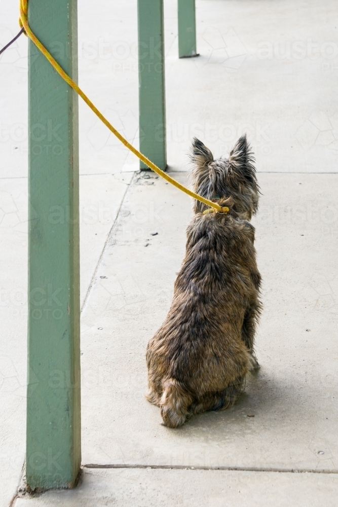 A scruffy dog with its lead tied to a verandah post - Australian Stock Image