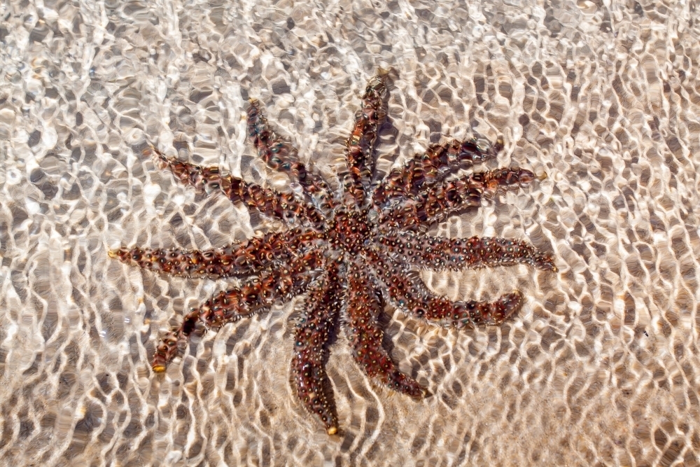 A sea star sitting on the sand in shallow water - Australian Stock Image