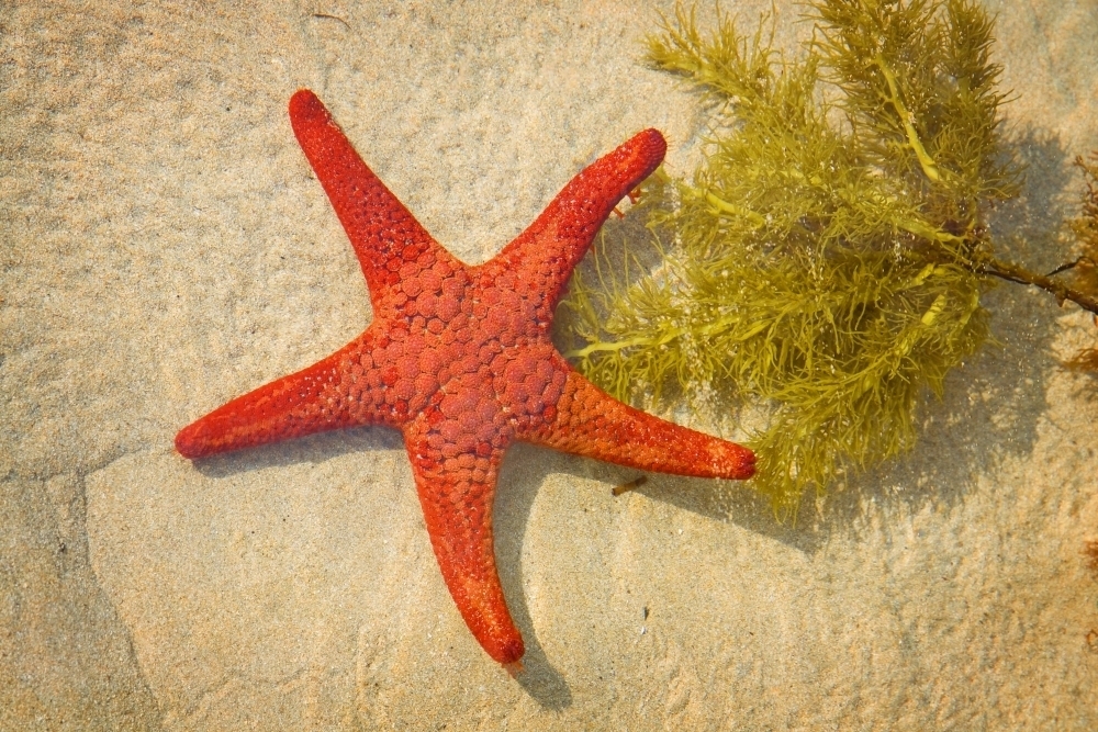 A sea star sitting on the sand in shallow water next to a branch of seaweed. - Australian Stock Image
