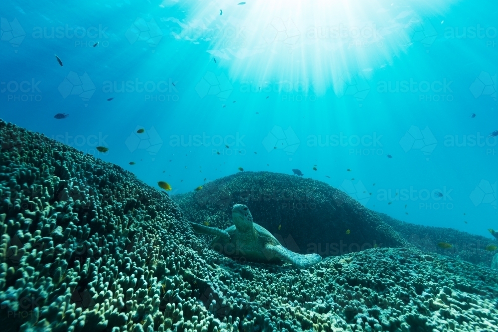 A sea turtle lays on a bed of coral amongst vibrant sea life on the Great Barrier Reef - Australian Stock Image