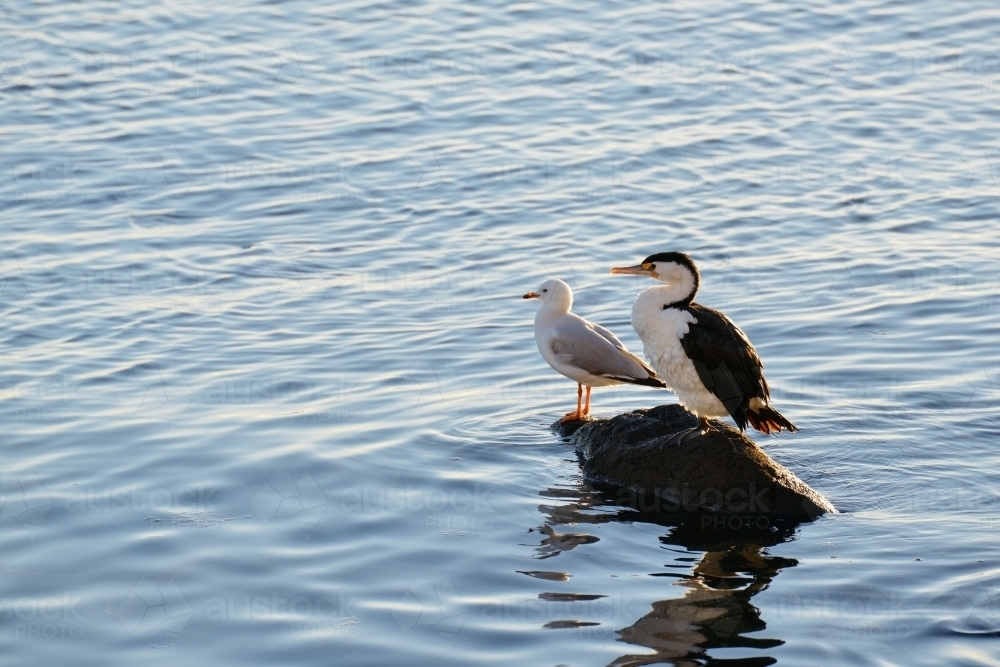 A seagull and a pied cormorant rest together on a rock in the bay - Australian Stock Image
