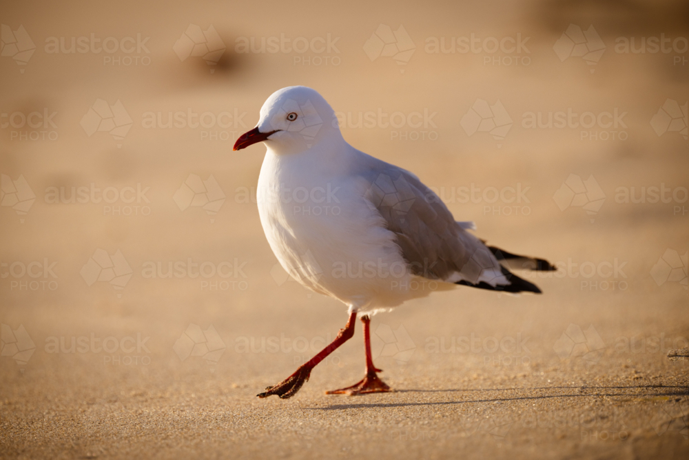 A seagull at Portsea Ocean Beach during a sunny evening in Portsea, Victoria, Australia - Australian Stock Image