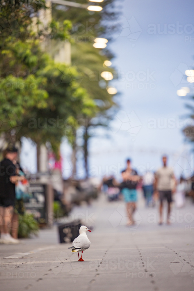 A seagull walking in Cavill Avenue on the Gold Coast with people in background - Australian Stock Image