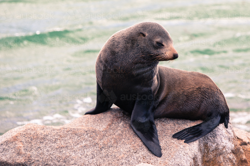 A seal basks in the sun in Narooma, New South Wales, Australia - Australian Stock Image