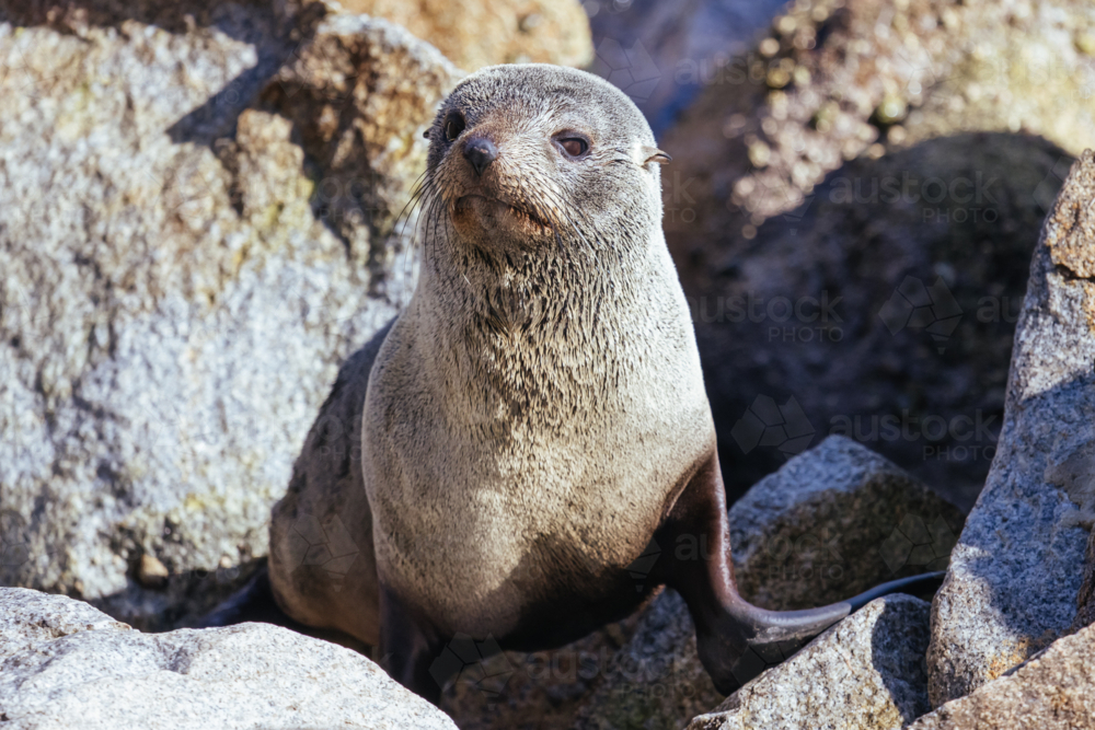 A seal basks in the sun on a warm spring day in Narooma, New South Wales, Australia - Australian Stock Image
