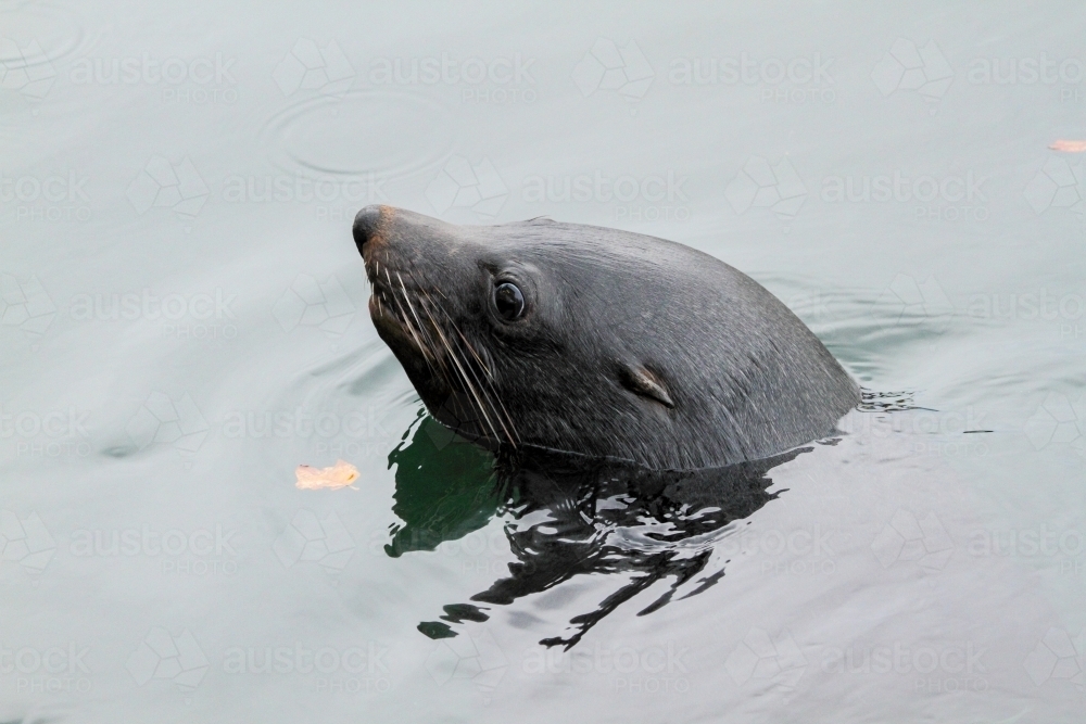A seal named "Sammy the Seal" looks around whilst swimming. - Australian Stock Image