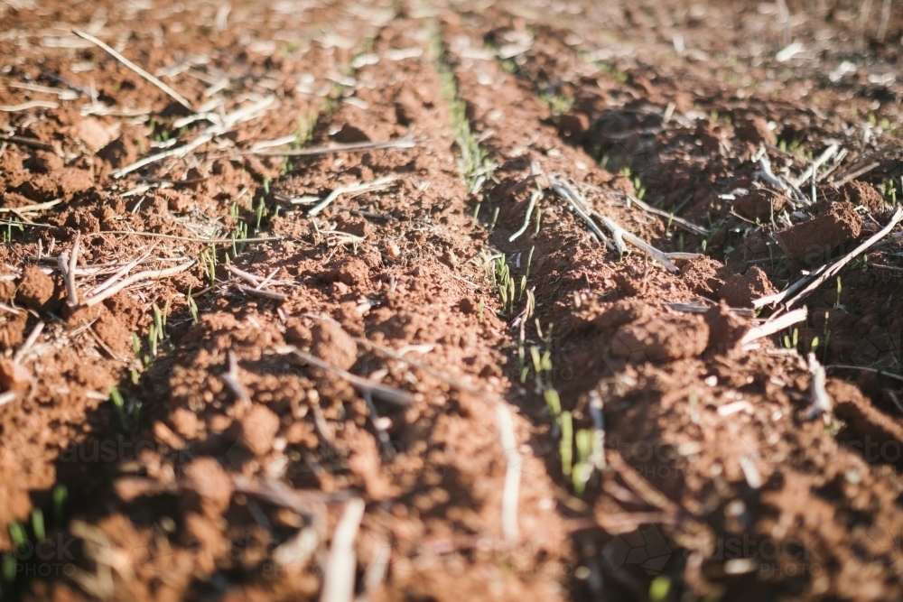 A seedling wheat crop emerging in Western Australia - Australian Stock Image