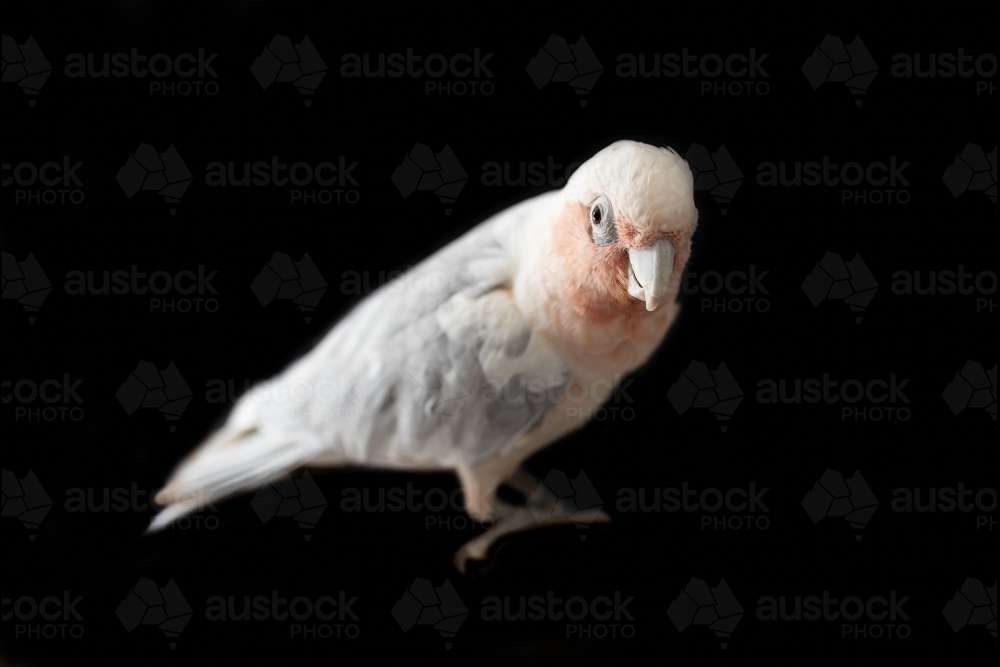 A shallow depth of field photo of an Australian galah corella hybrid parrot  on a black background - Australian Stock Image