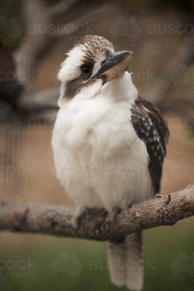 A shallow depth of field photo of an australian laughing kookaburra (dacelo) - Australian Stock Image