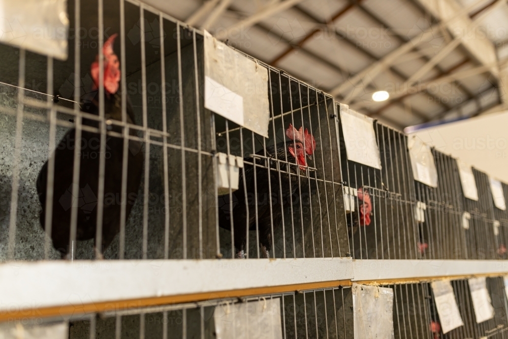 A shallow depth of field selective focus photo of a rooster looking out of its cage at poultry show - Australian Stock Image