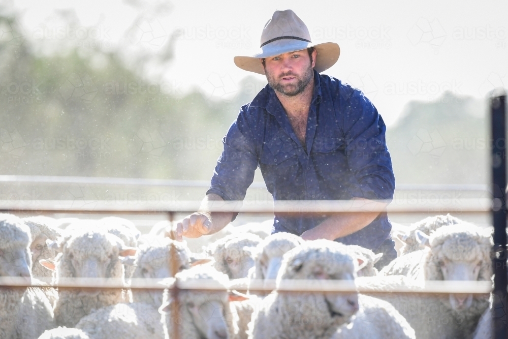 A sheep farmer works with stock during the drought - Australian Stock Image
