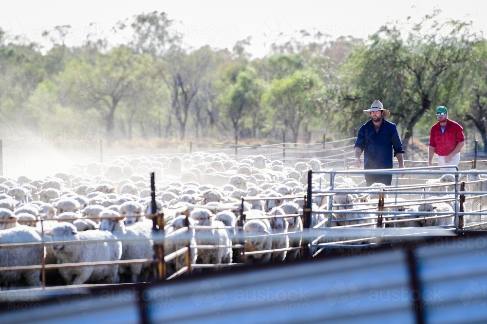 A sheep farmer works with stock during the drought - Australian Stock Image