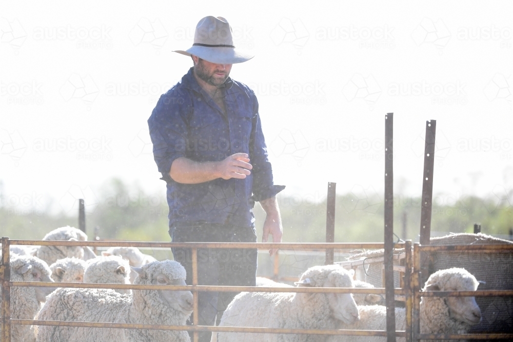 A sheep farmer works with stock during the drought - Australian Stock Image