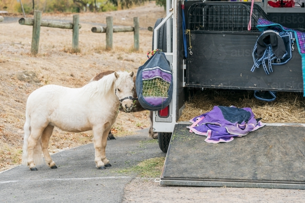 A shetland pony tied to the back of an open horse float - Australian Stock Image