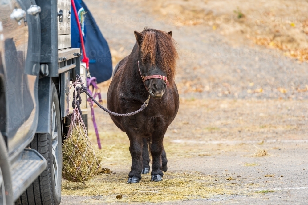 A shetland pony tied up to the back of a truck - Australian Stock Image