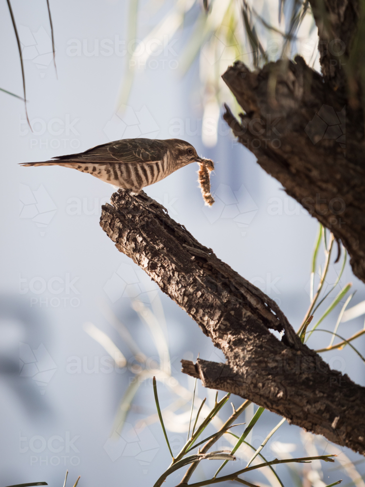 A shining bronze cuckoo with a caterpillar in its mouth, perched on a tree branch - Australian Stock Image