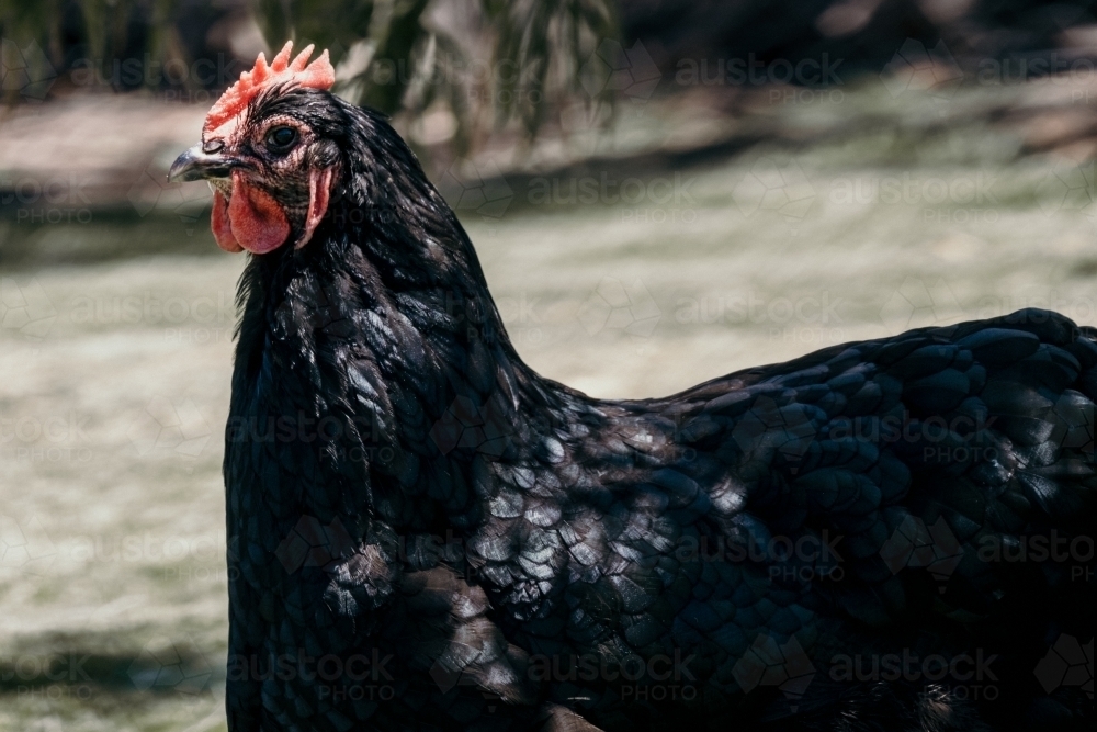 a shiny black hen - Australian Stock Image