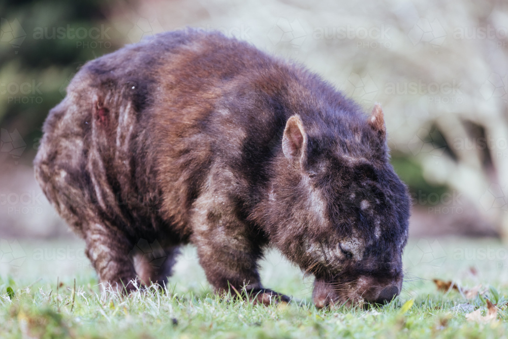 A sick wombat in rehabilitation with mange and cuts from scratching in Olinda, Dandenong Ranges - Australian Stock Image