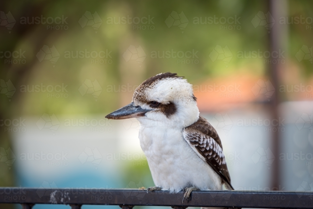 A side view of a kookaburra bird perched on a railing - Australian Stock Image