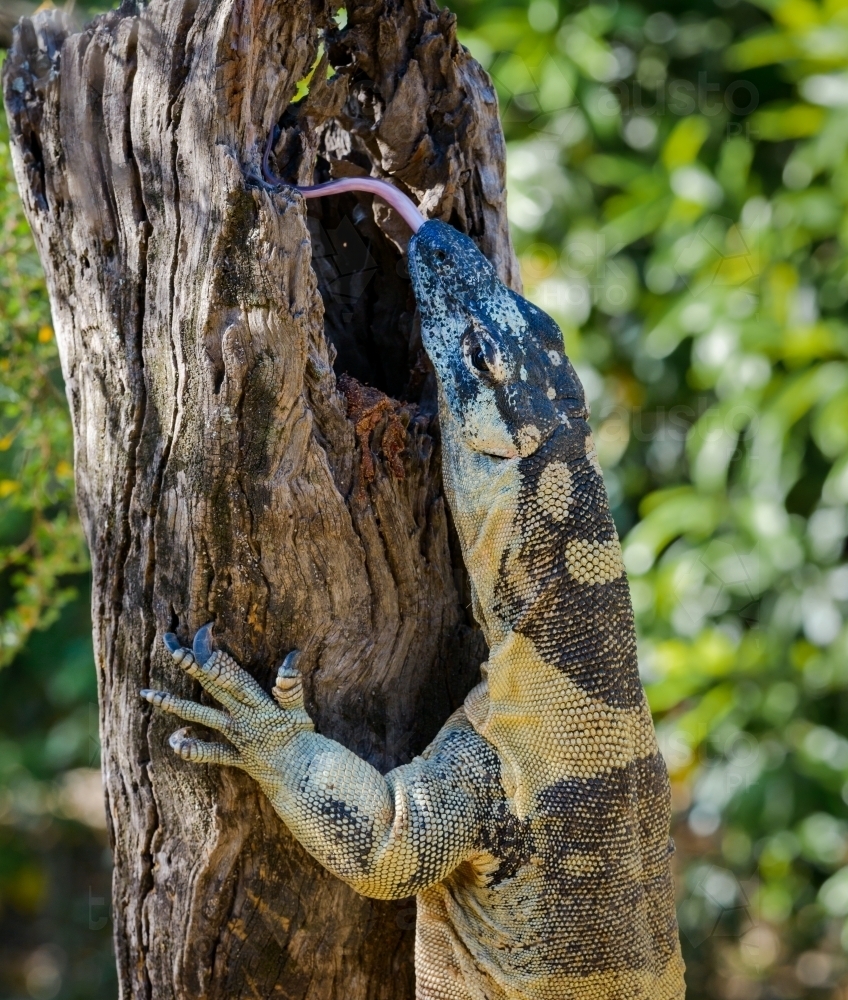 A side view of a Lace Monitor on a tree trunk with it's tongue out - Australian Stock Image