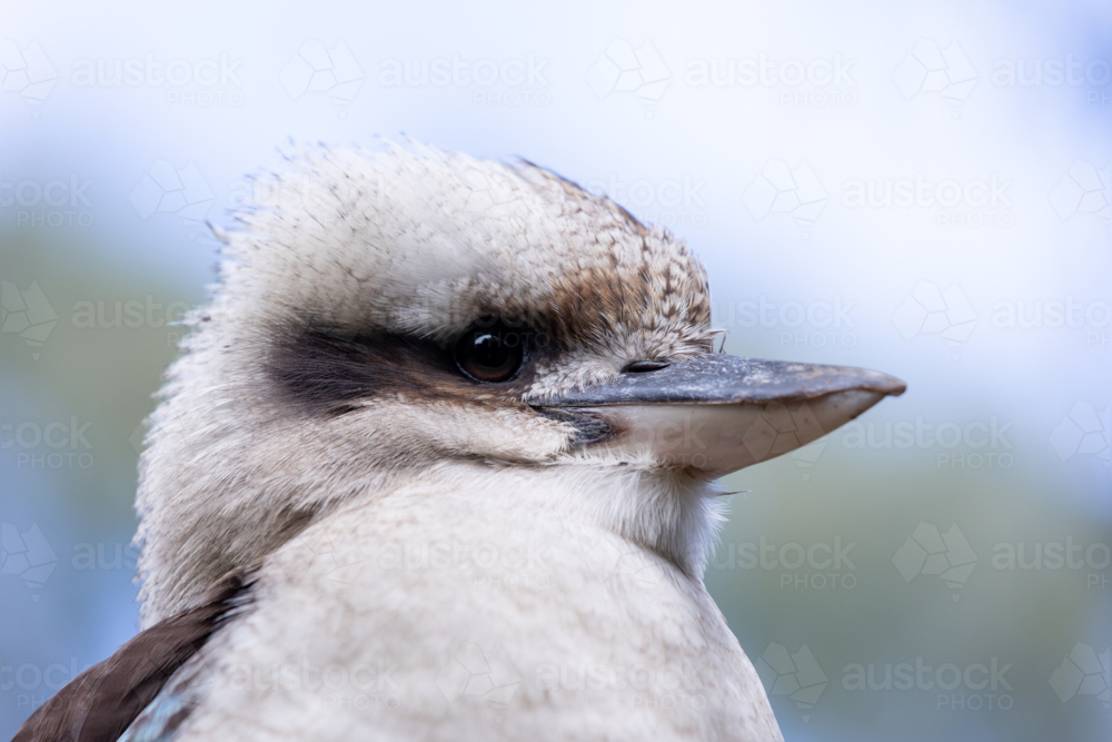 a side view of a laughing kookaburra - Australian Stock Image