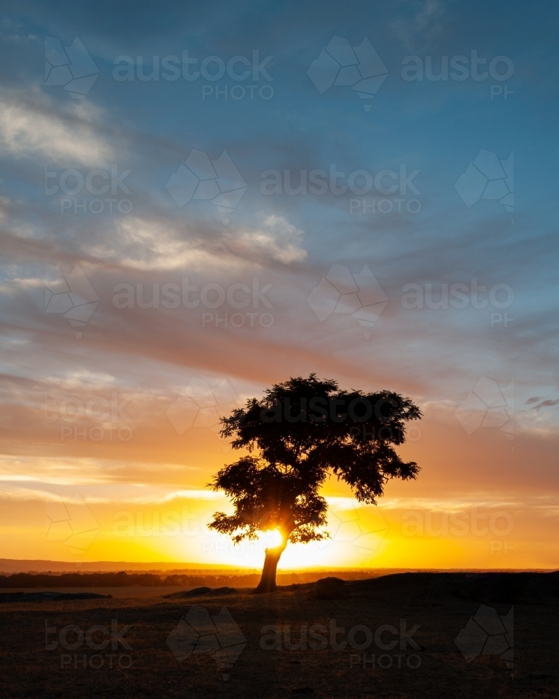A Silhouetted Tree Alone in a Paddock, Backlit by a Dramatic Sunset - Australian Stock Image