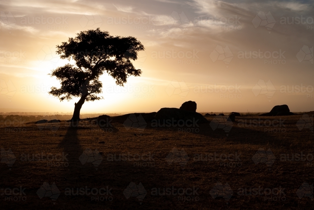 A Silhouetted Tree Backlit by a Sunset - Australian Stock Image