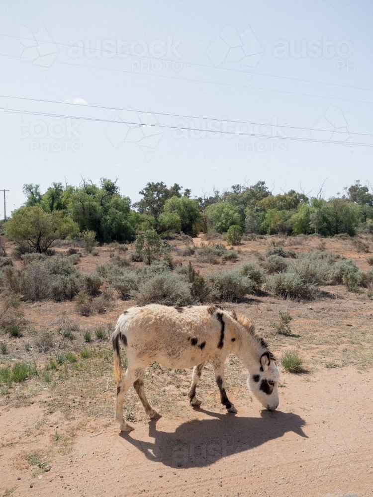 A Silverton Donkey - Australian Stock Image
