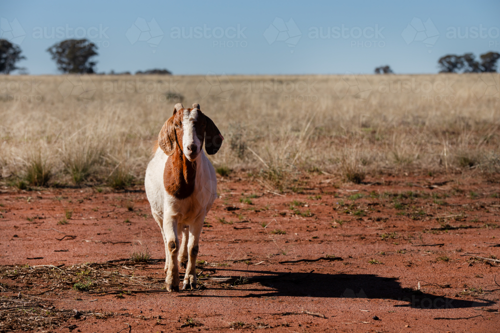 A single boer goat nanny - Australian Stock Image