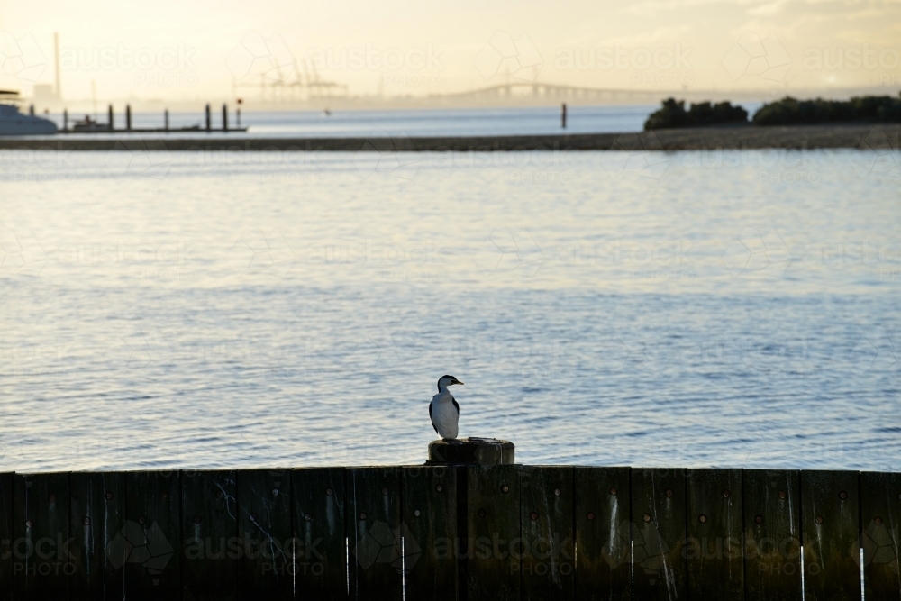 A single cormorant rests on a pier with a large freeway bridge in the background - Australian Stock Image