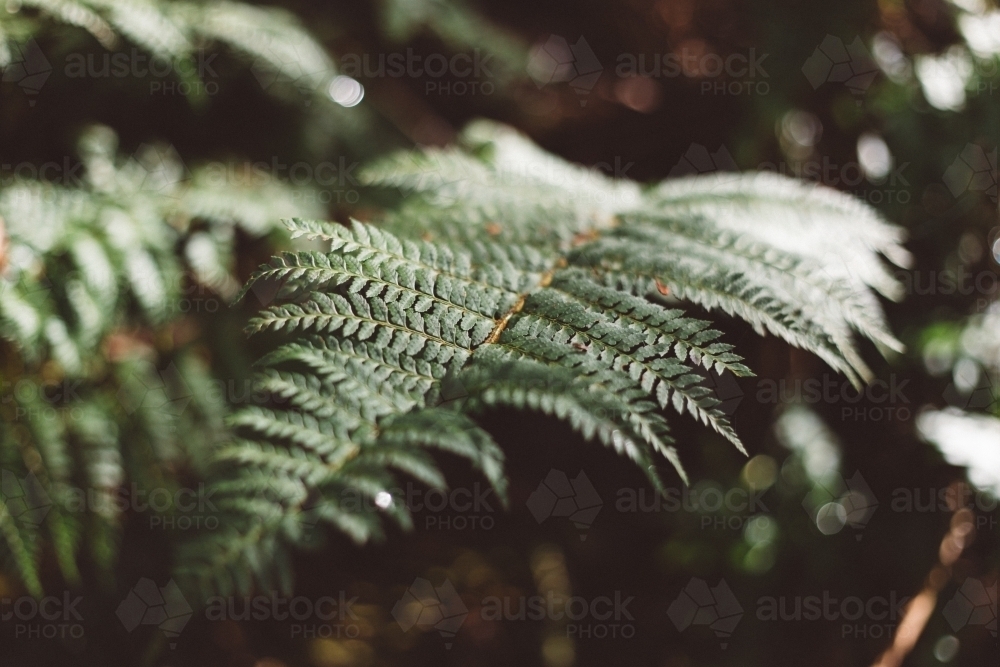 A single, green manfern leaf, surrounded by forest - Australian Stock Image