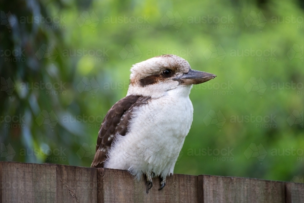 A single kookaburra sits happily on a wooden fence - Australian Stock Image
