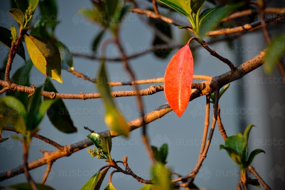 A single red leaf on a green tree at sunset - Australian Stock Image