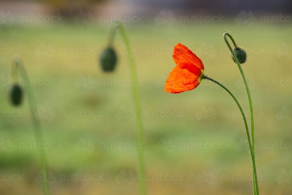 A single red poppy in a flowerbed - Australian Stock Image