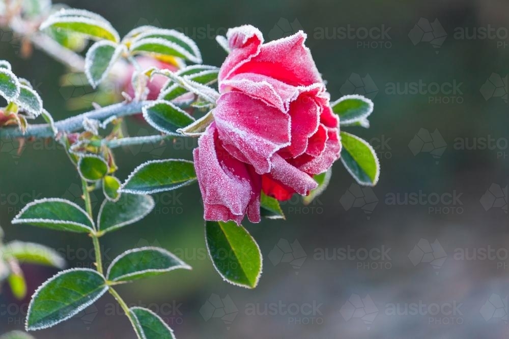 A single red rose covered in winter frost - Australian Stock Image