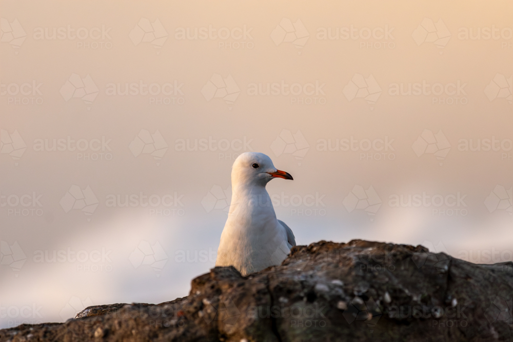 A single Silver Gull seagull bird standing on rocky headland. - Australian Stock Image