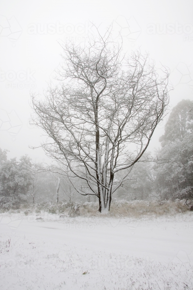 A single tree in a park covered with snow - Australian Stock Image