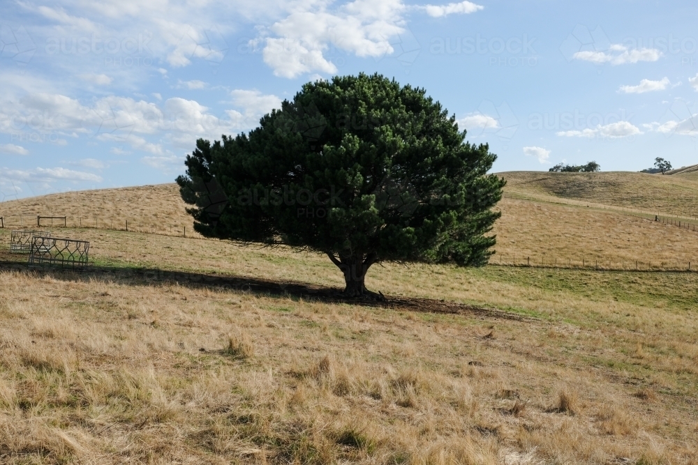 A single tree in the middle of a farm paddock - Australian Stock Image