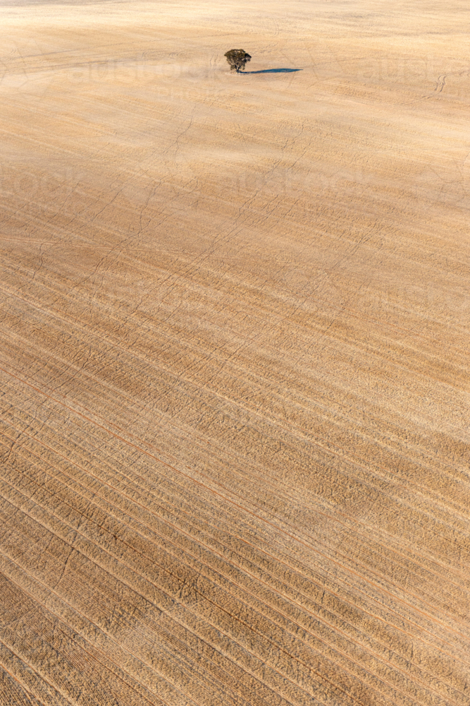 A single tree stands alone in a vast, golden harvested paddock, surrounded by dry, textured earth - Australian Stock Image