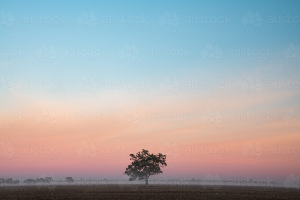 A single tree stands alone on a foggy morning - Australian Stock Image