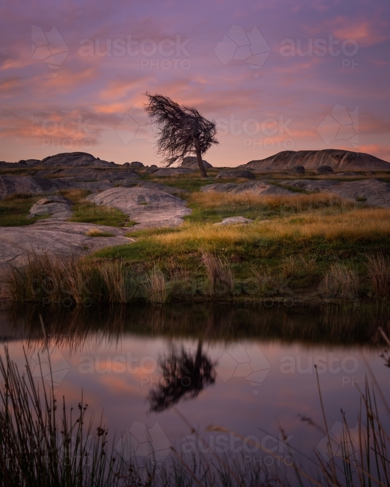 A single tree surrounded by boulders beside a pond at sunrise - Australian Stock Image